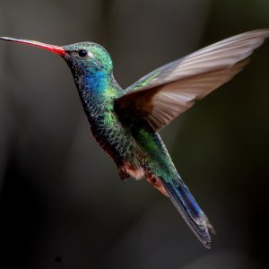 1453 Ash Canyon, AZ-Broad-billed Hummingbird (M).jpg