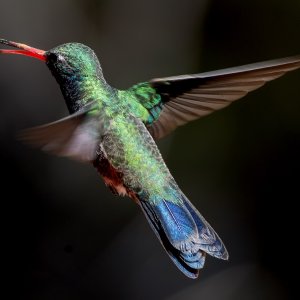 1454 Ash Canyon, AZ-Broad-billed Hummingbird (M).jpg